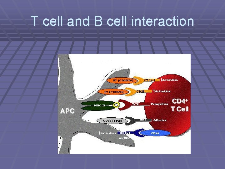 T cell and B cell interaction 