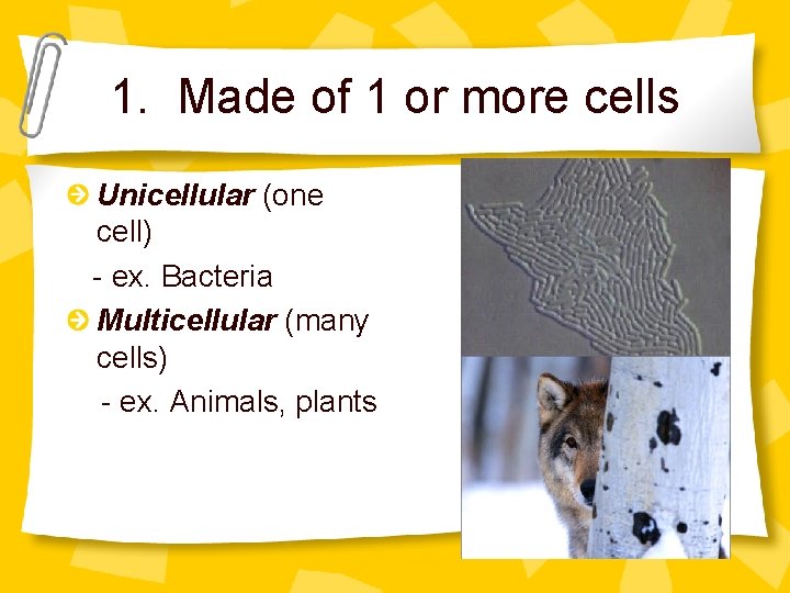 1. Made of 1 or more cells Unicellular (one cell) - ex. Bacteria Multicellular
