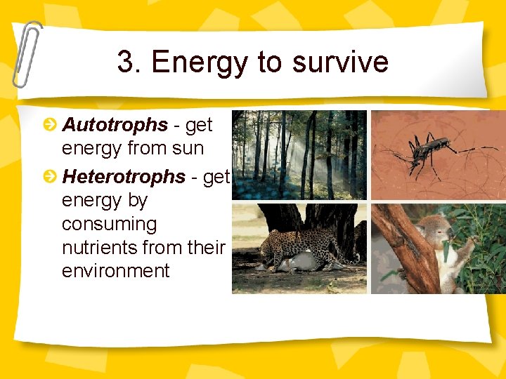 3. Energy to survive Autotrophs - get energy from sun Heterotrophs - get energy