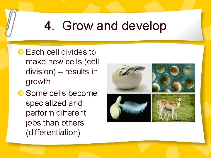 4. Grow and develop Each cell divides to make new cells (cell division) –