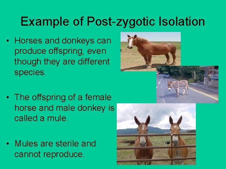 Example of Post-zygotic Isolation • Horses and donkeys can produce offspring, even though they