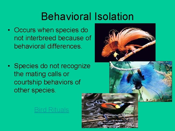 Behavioral Isolation • Occurs when species do not interbreed because of behavioral differences. •