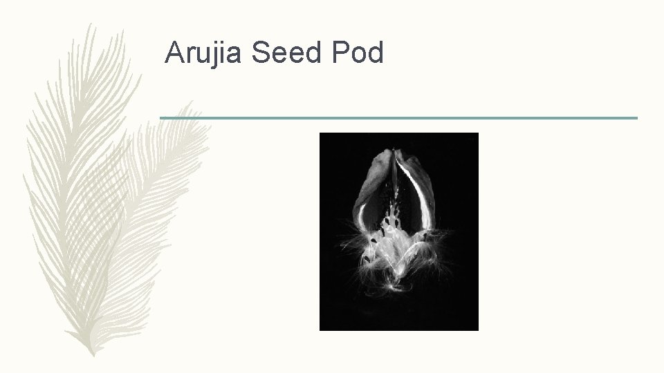 Arujia Seed Pod 