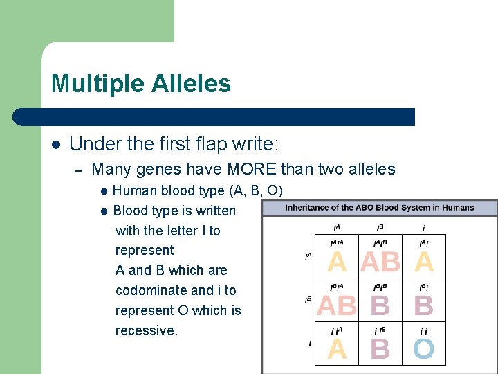 Multiple Alleles l Under the first flap write: – Many genes have MORE than