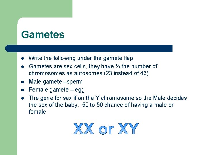 Gametes l l l Write the following under the gamete flap Gametes are sex