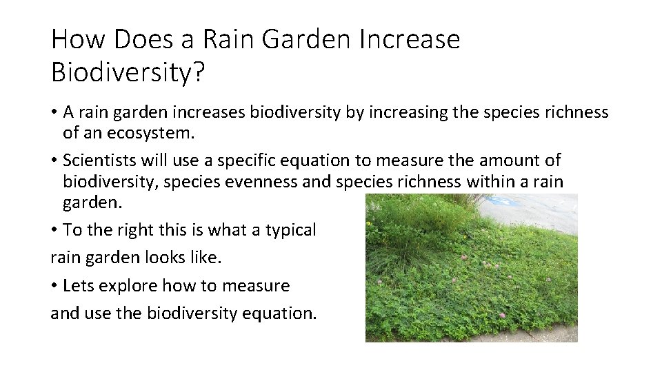 How Does a Rain Garden Increase Biodiversity? • A rain garden increases biodiversity by