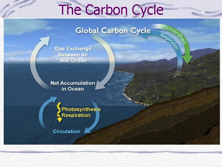 The Carbon Cycle 