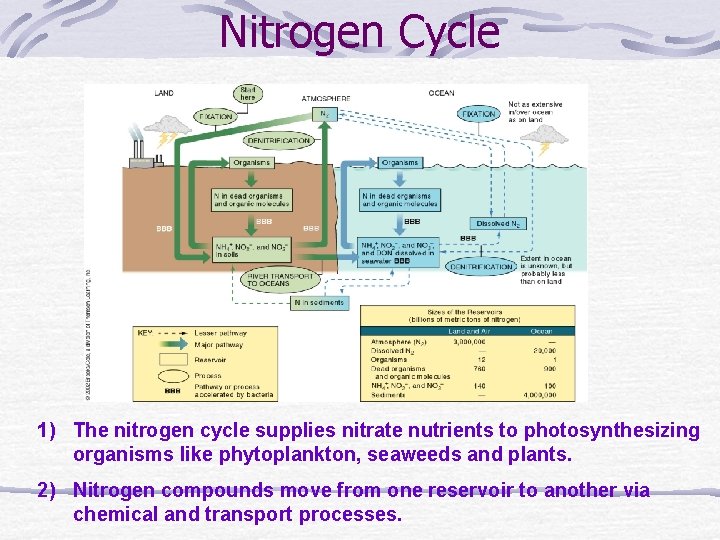 Nitrogen Cycle 1) The nitrogen cycle supplies nitrate nutrients to photosynthesizing organisms like phytoplankton,