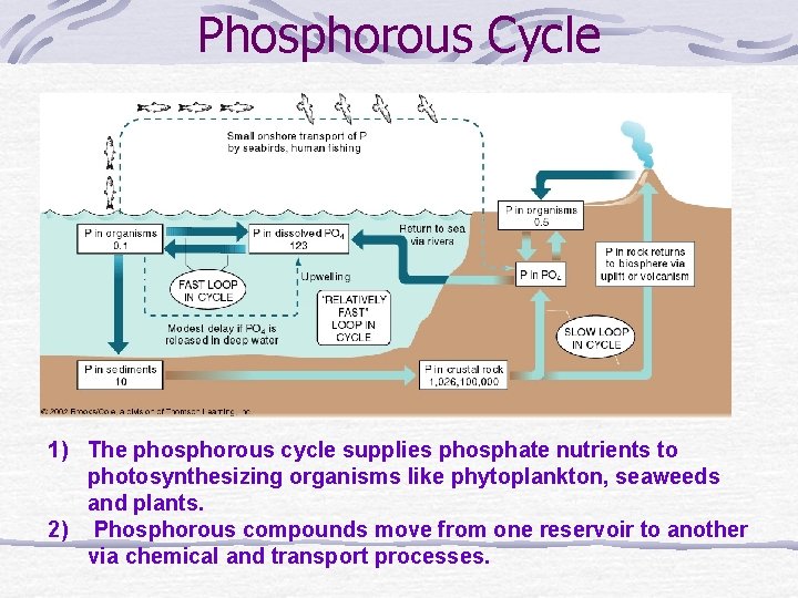 Phosphorous Cycle 1) The phosphorous cycle supplies phosphate nutrients to photosynthesizing organisms like phytoplankton,