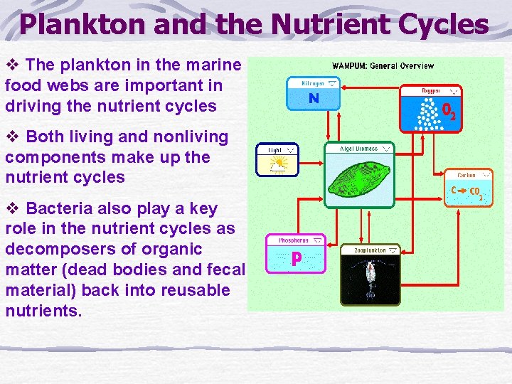 Plankton and the Nutrient Cycles v The plankton in the marine food webs are