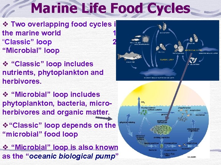 Marine Life Food Cycles v Two overlapping food cycles in the marine world 1)