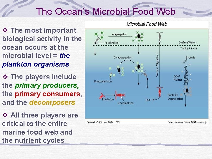 The Ocean’s Microbial Food Web v The most important biological activity in the ocean