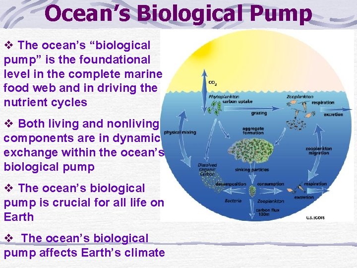 Ocean’s Biological Pump v The ocean’s “biological pump” is the foundational level in the