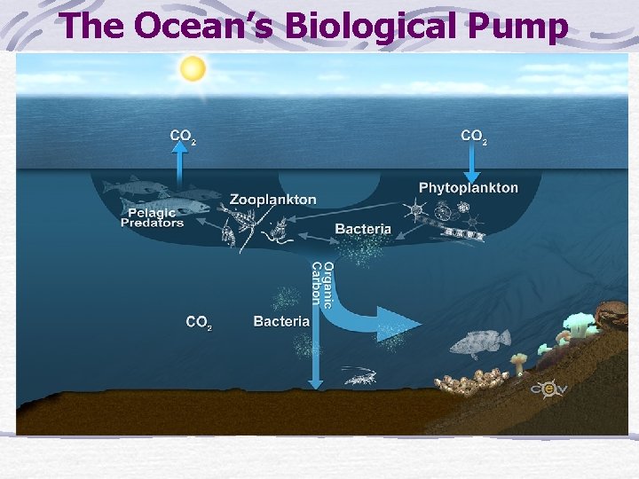 The Ocean’s Biological Pump 