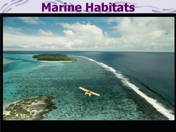 Marine Habitats 