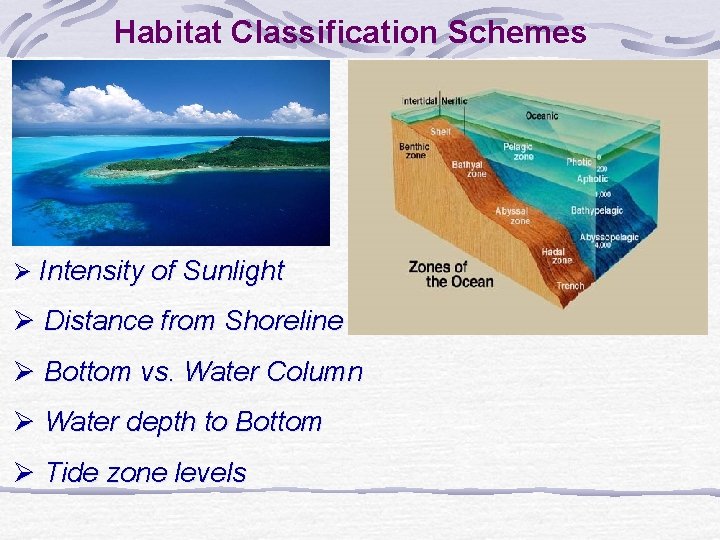 Habitat Classification Schemes Ø Intensity of Sunlight Ø Distance from Shoreline Ø Bottom vs.