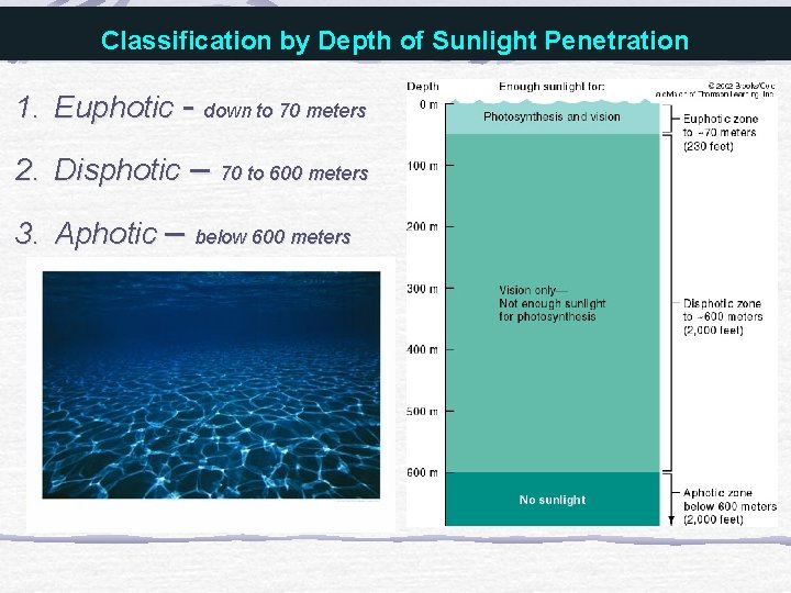 Classification by Depth of Sunlight Penetration 1. Euphotic - down to 70 meters 2.