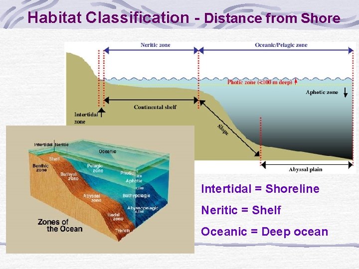 Habitat Classification - Distance from Shore Intertidal = Shoreline Neritic = Shelf Oceanic =