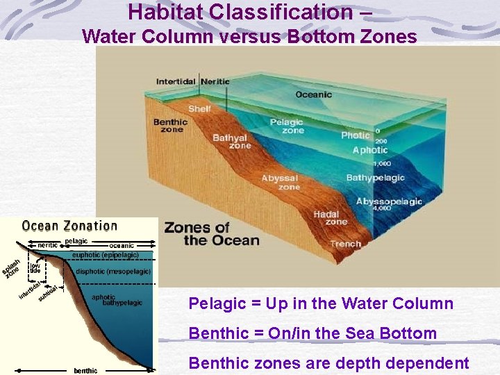 Habitat Classification – Water Column versus Bottom Zones Pelagic = Up in the Water