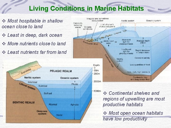 Living Conditions in Marine Habitats v Most hospitable in shallow ocean close to land