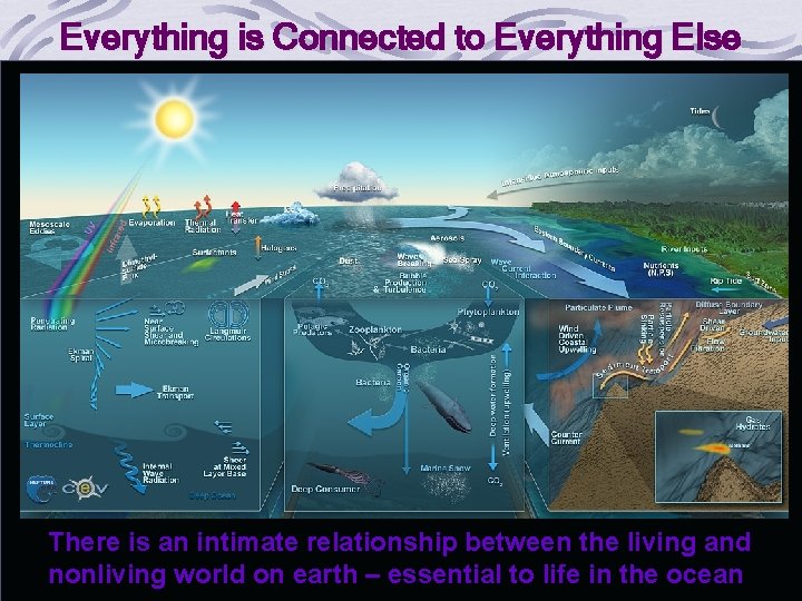 Everything is Connected to Everything Else There is an intimate relationship between the living