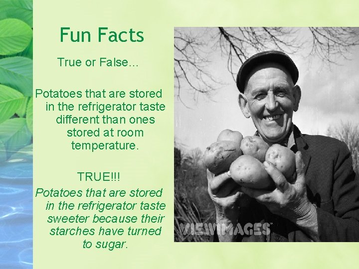 Fun Facts True or False… Potatoes that are stored in the refrigerator taste different