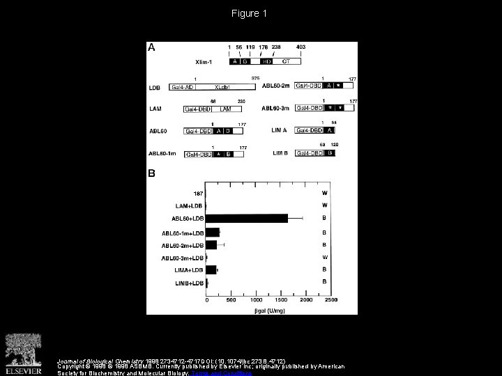 Figure 1 Journal of Biological Chemistry 1998 2734712 -4717 DOI: (10. 1074/jbc. 273. 8. Figure 1 Journal of Biological Chemistry 1998 2734712 -4717 DOI: (10. 1074/jbc. 273. 8.