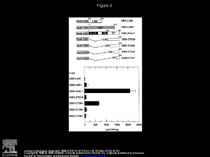 Figure 4 Journal of Biological Chemistry 1998 2734712 -4717 DOI: (10. 1074/jbc. 273. 8. Figure 4 Journal of Biological Chemistry 1998 2734712 -4717 DOI: (10. 1074/jbc. 273. 8.
