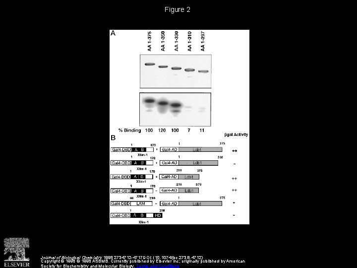 Figure 2 Journal of Biological Chemistry 1998 2734712 -4717 DOI: (10. 1074/jbc. 273. 8. Figure 2 Journal of Biological Chemistry 1998 2734712 -4717 DOI: (10. 1074/jbc. 273. 8.