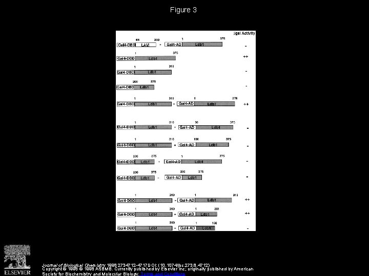 Figure 3 Journal of Biological Chemistry 1998 2734712 -4717 DOI: (10. 1074/jbc. 273. 8. Figure 3 Journal of Biological Chemistry 1998 2734712 -4717 DOI: (10. 1074/jbc. 273. 8.