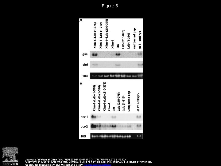 Figure 5 Journal of Biological Chemistry 1998 2734712 -4717 DOI: (10. 1074/jbc. 273. 8. Figure 5 Journal of Biological Chemistry 1998 2734712 -4717 DOI: (10. 1074/jbc. 273. 8.