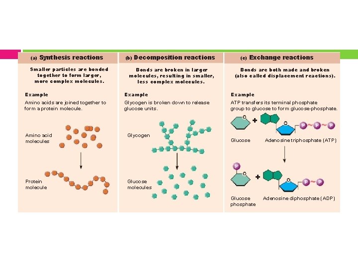 (a) Synthesis reactions Smaller particles are bonded together to form larger, more complex molecules.