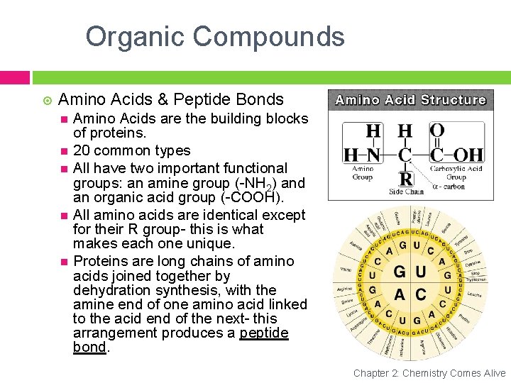 Organic Compounds Amino Acids & Peptide Bonds Amino Acids are the building blocks of