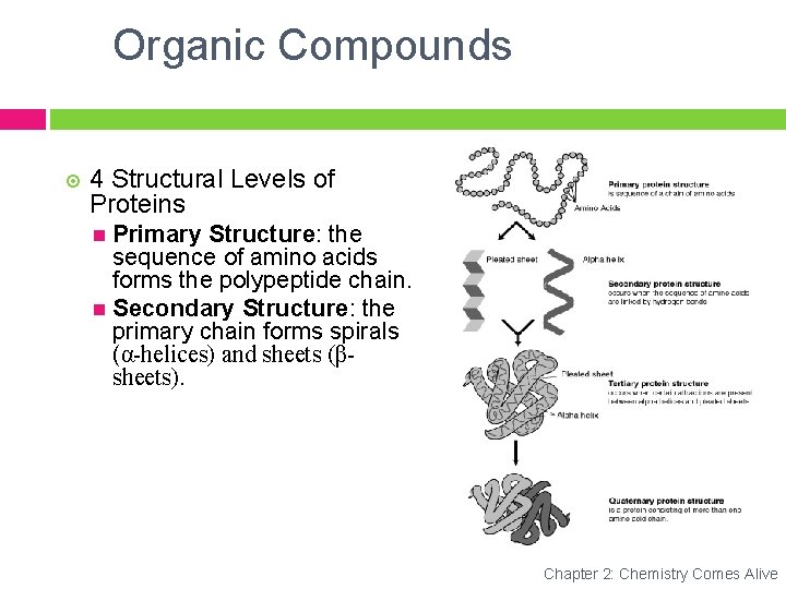 Organic Compounds 4 Structural Levels of Proteins Primary Structure: the sequence of amino acids