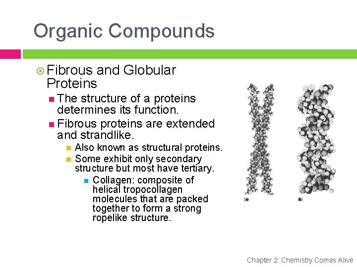 Organic Compounds Fibrous and Globular Proteins The structure of a proteins determines its function.