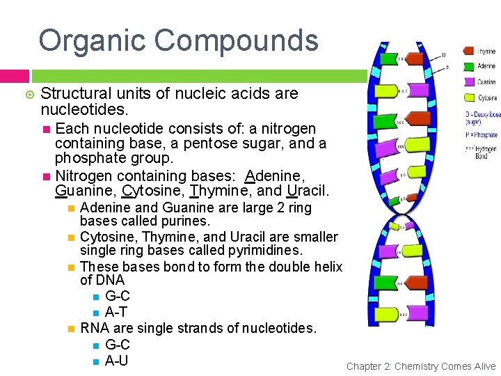 Organic Compounds Structural units of nucleic acids are nucleotides. Each nucleotide consists of: a