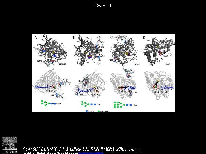 FIGURE 1 Journal of Biological Chemistry 2012 28724807 -24813 DOI: (10. 1074/jbc. M 112.