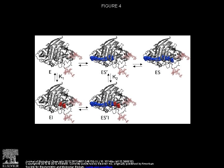 FIGURE 4 Journal of Biological Chemistry 2012 28724807 -24813 DOI: (10. 1074/jbc. M 112.