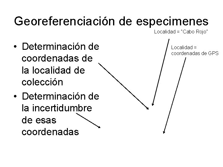 Georeferenciación de especimenes Localidad = “Cabo Rojo” • Determinación de coordenadas de la localidad