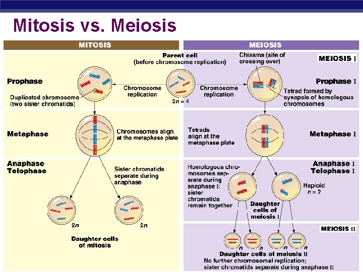 Mitosis vs. Meiosis AP Biology 