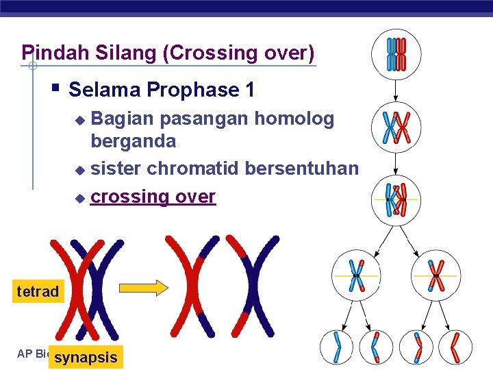 Pindah Silang (Crossing over) § Selama Prophase 1 Bagian pasangan homolog berganda u sister