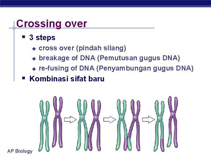 Crossing over § 3 steps u u u cross over (pindah silang) breakage of