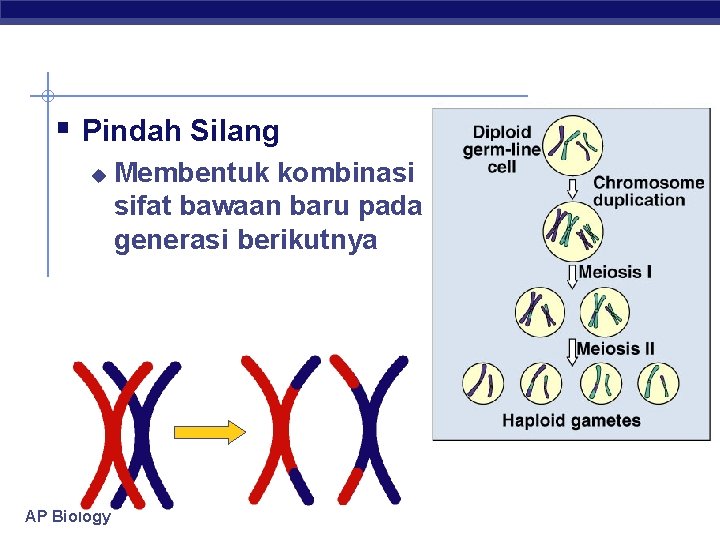 § Pindah Silang u AP Biology Membentuk kombinasi sifat bawaan baru pada generasi berikutnya