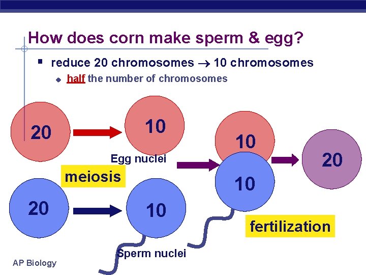 How does corn make sperm & egg? § reduce 20 chromosomes 10 chromosomes u