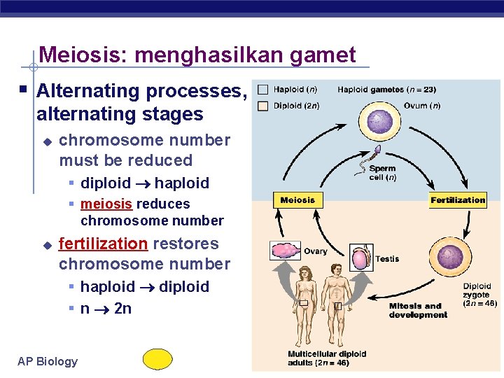 Meiosis: menghasilkan gamet § Alternating processes, alternating stages u chromosome number must be reduced