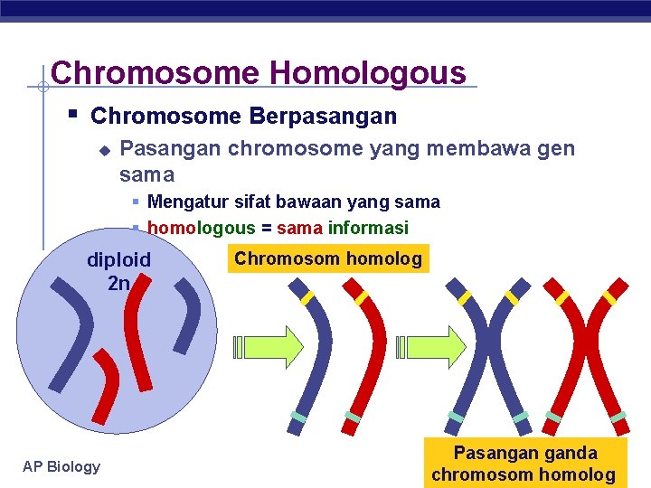 Chromosome Homologous § Chromosome Berpasangan u Pasangan chromosome yang membawa gen sama § Mengatur