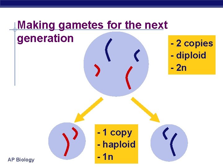 Making gametes for the next generation - 2 copies - diploid - 2 n