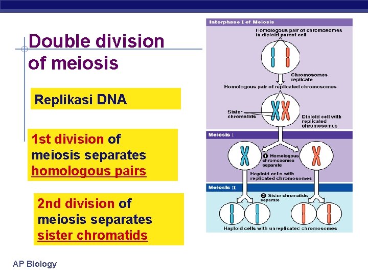 Double division of meiosis Replikasi DNA 1 st division of meiosis separates homologous pairs