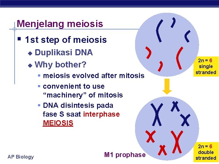 Menjelang meiosis § 1 st step of meiosis Duplikasi DNA u Why bother? u