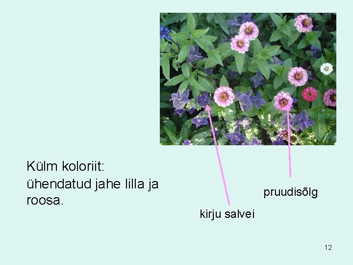 Külm koloriit: ühendatud jahe lilla ja roosa. pruudisõlg kirju salvei 12 